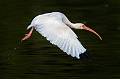 Kirms Photography White Ibis-6
